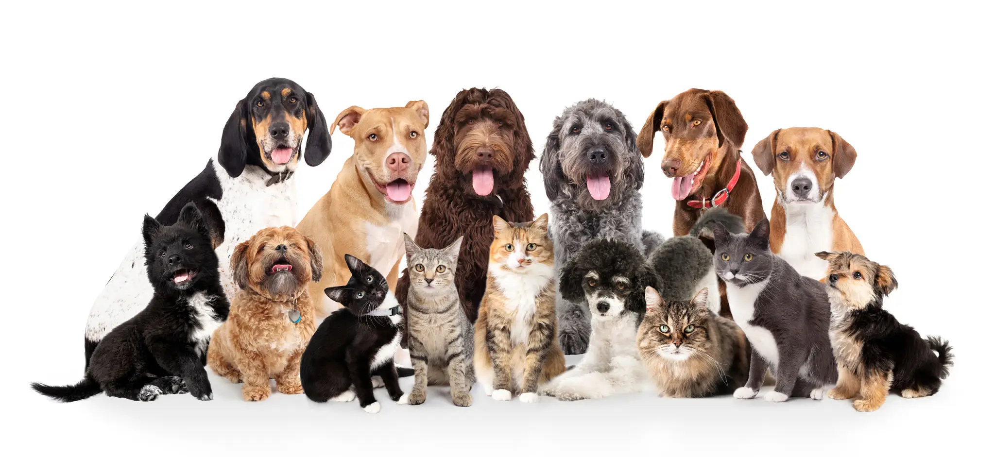 Assorted dogs and cats on white background