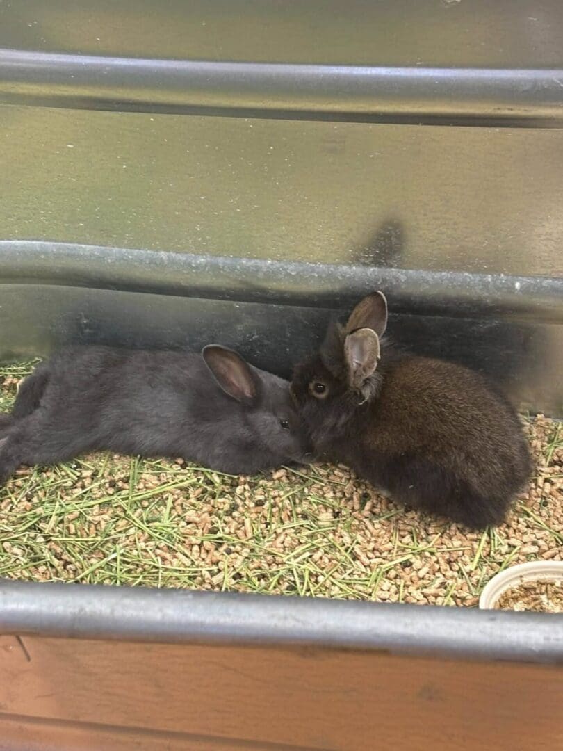 Two black rabbits cuddling on hay bedding