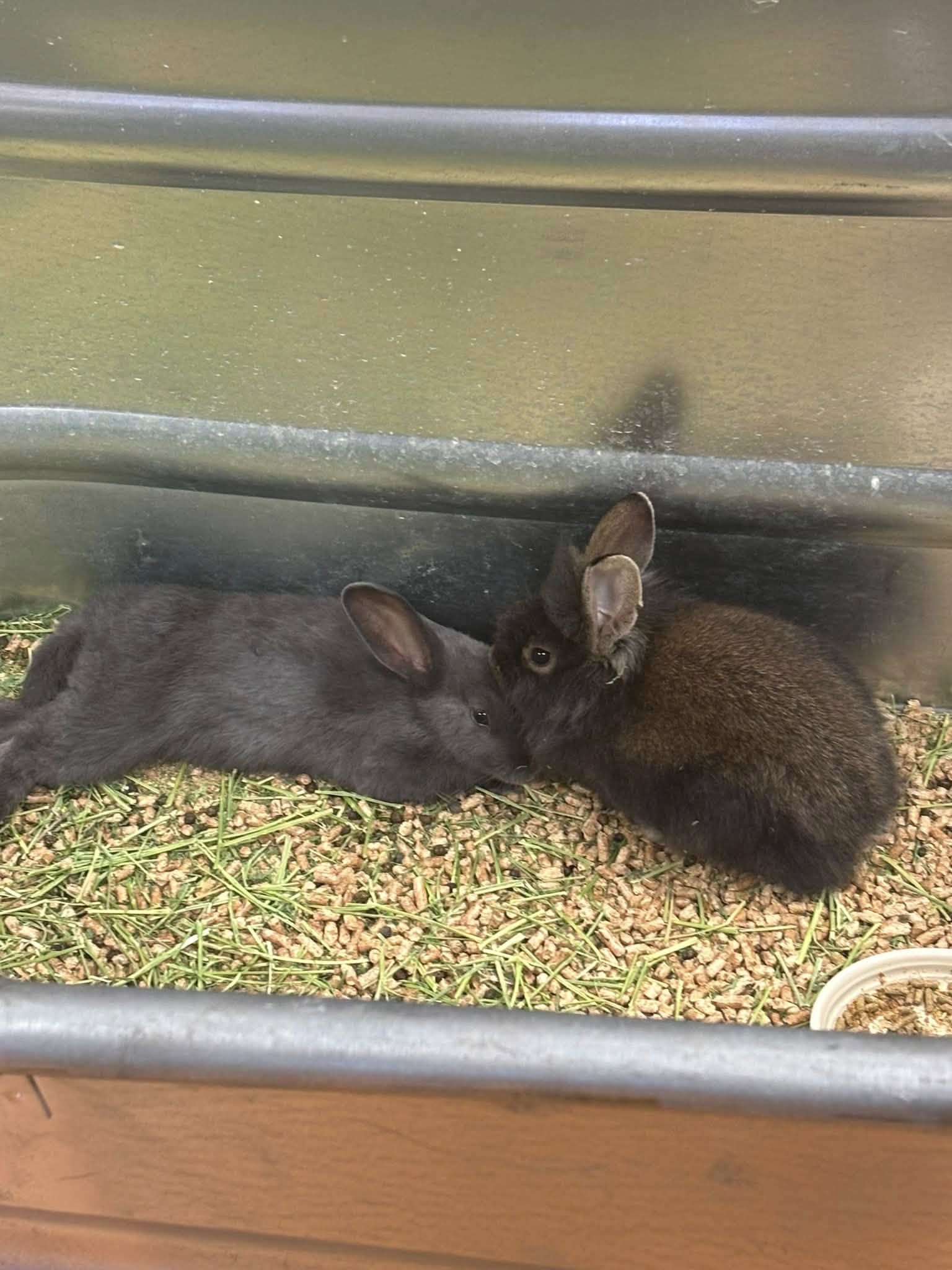 Two black rabbits cuddling on hay bedding