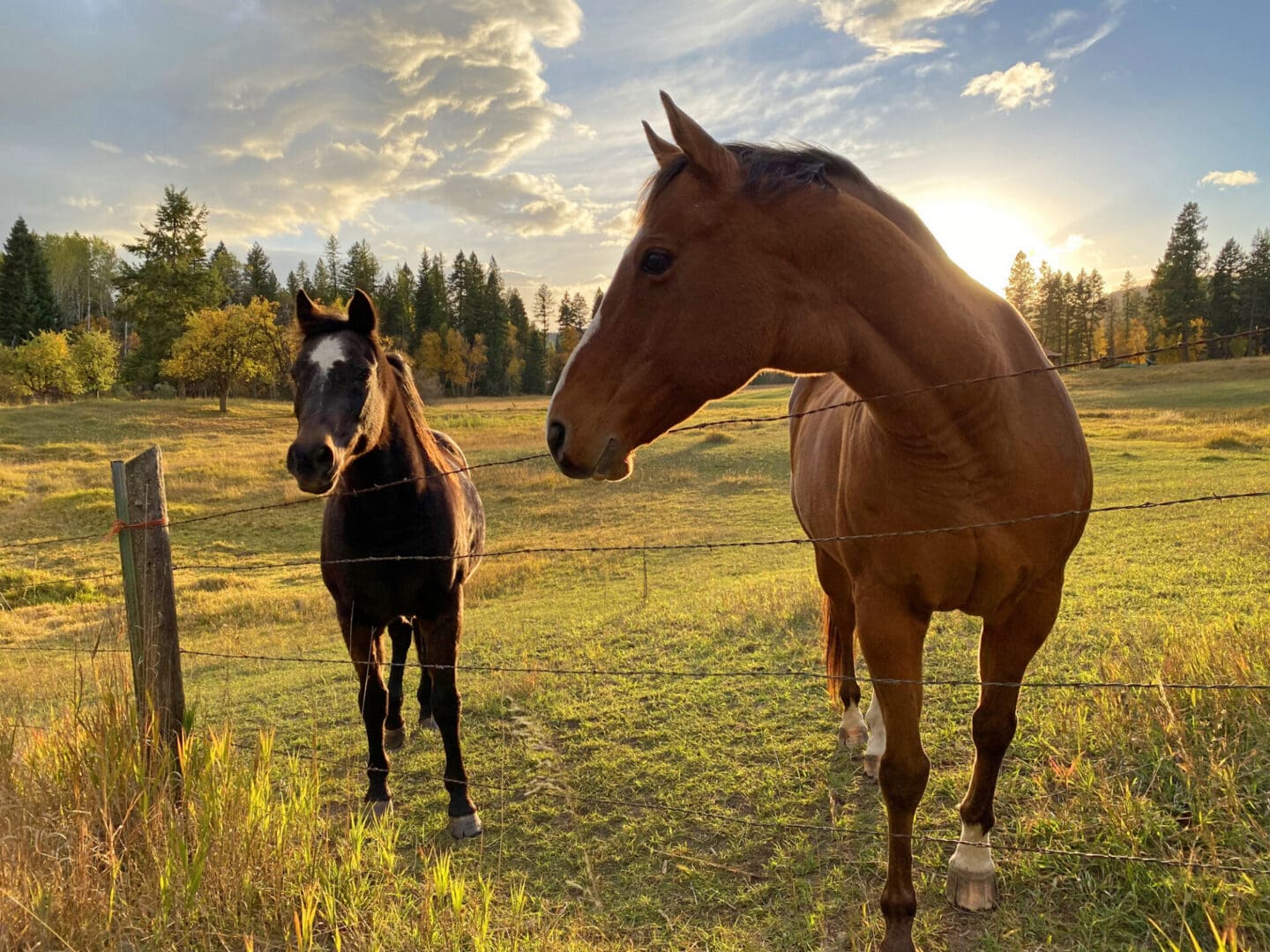 Scenic view with horses and trees