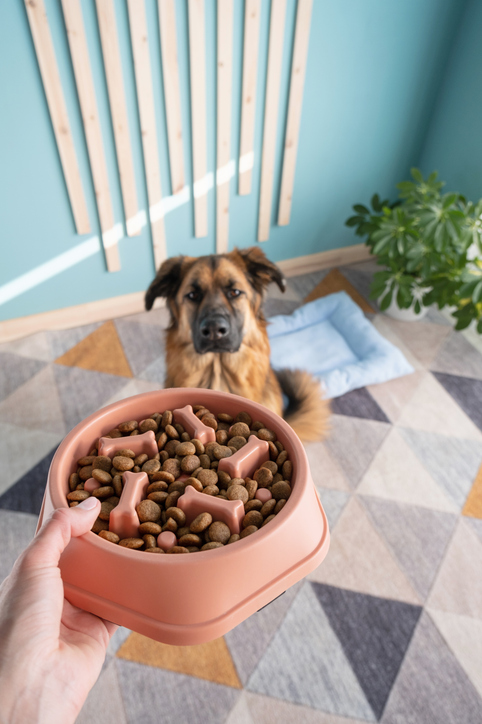 Person offering food to attentive dog