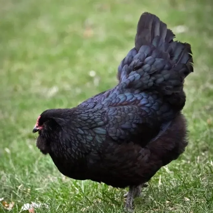 Black chicken standing on grass