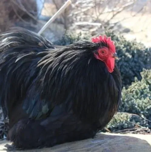 Large black rooster in natural setting