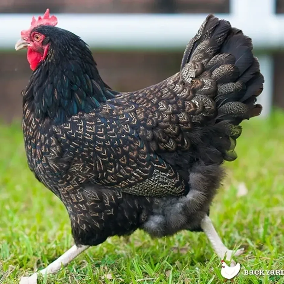 Close-up of a patterned hen outdoors