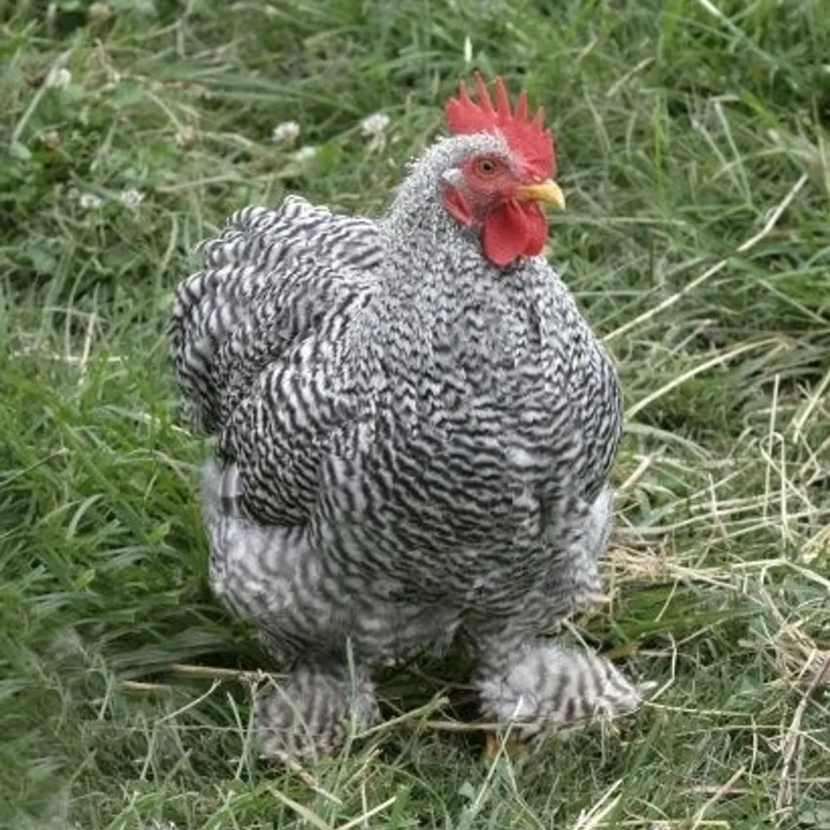 Striped chicken in a grassy field