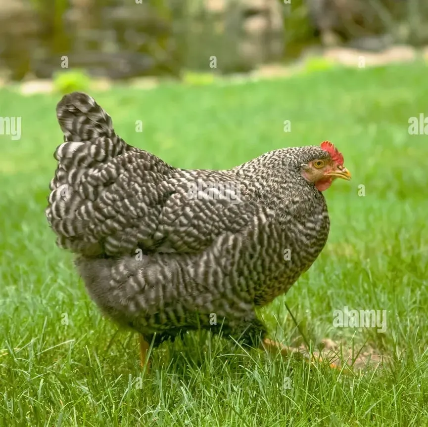 Barred rock hen in grassy area