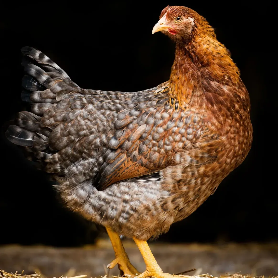 Speckled hen against dark background