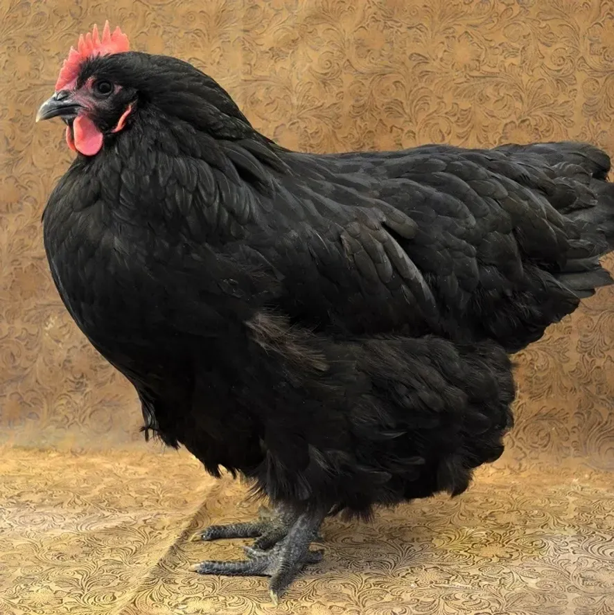 Large hen with red comb