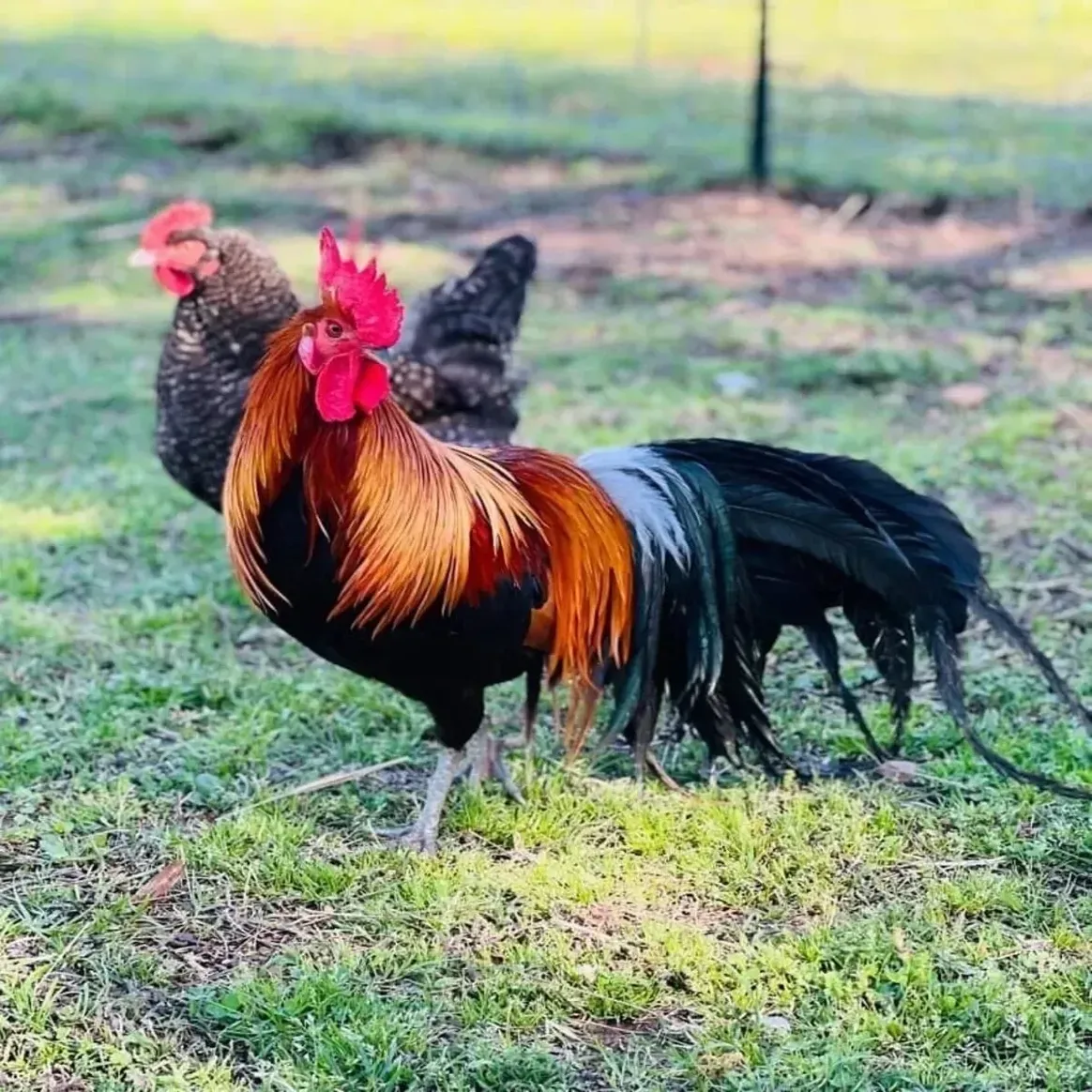 Vibrant rooster with hen in background