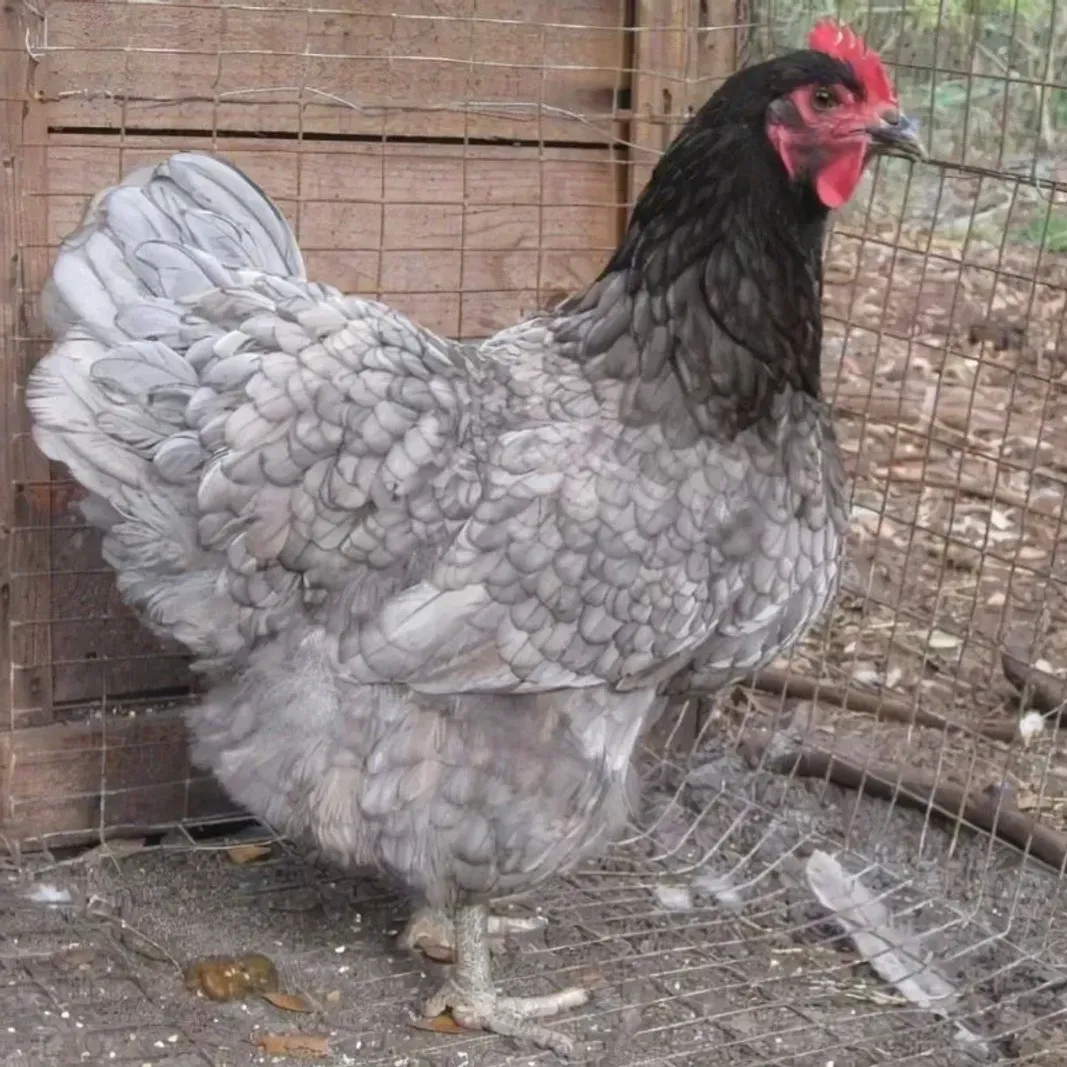 Gray chicken in a coop