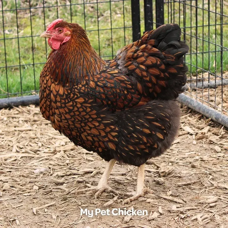Brown chicken standing in a coop