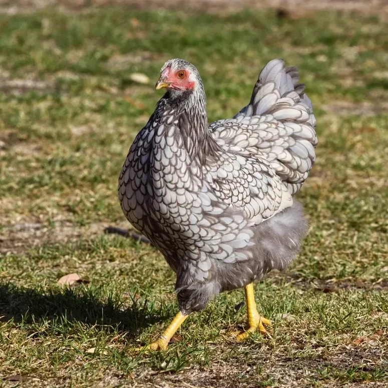 Grey chicken walking on grass