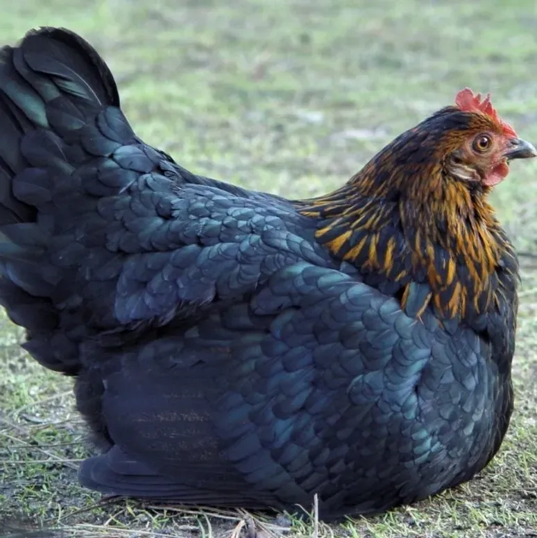 Chicken with glossy feathers resting