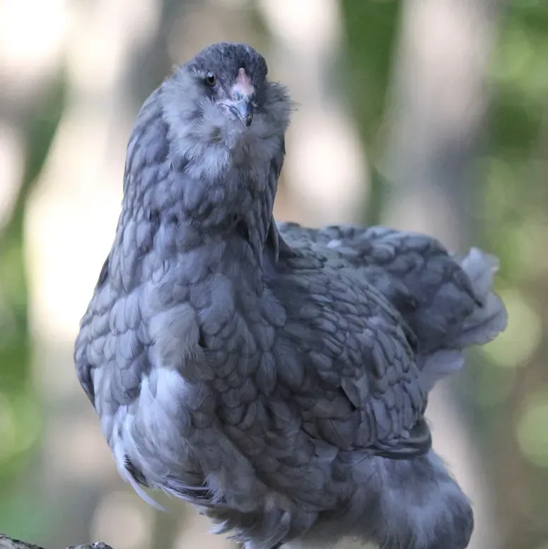 Gray chicken in natural sunlight setting