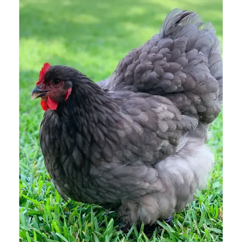 Gray chicken standing on green grass