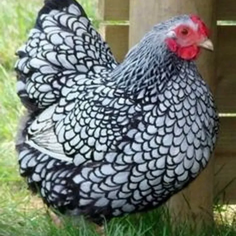 Speckled hen with intricate feather pattern