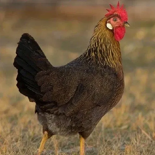 Domestic fowl outdoors in sunlight