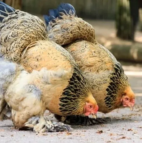 Hens searching for food outdoors