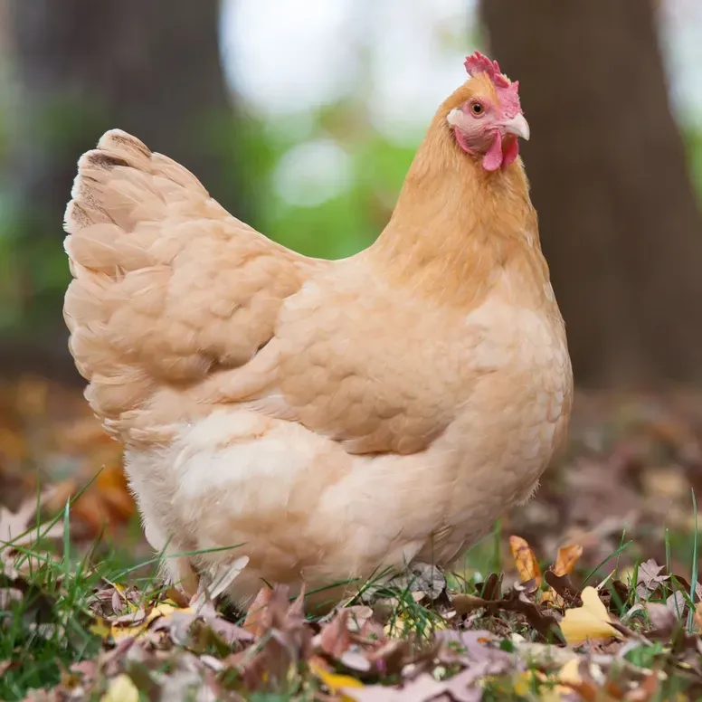 Hen in colorful fall foliage