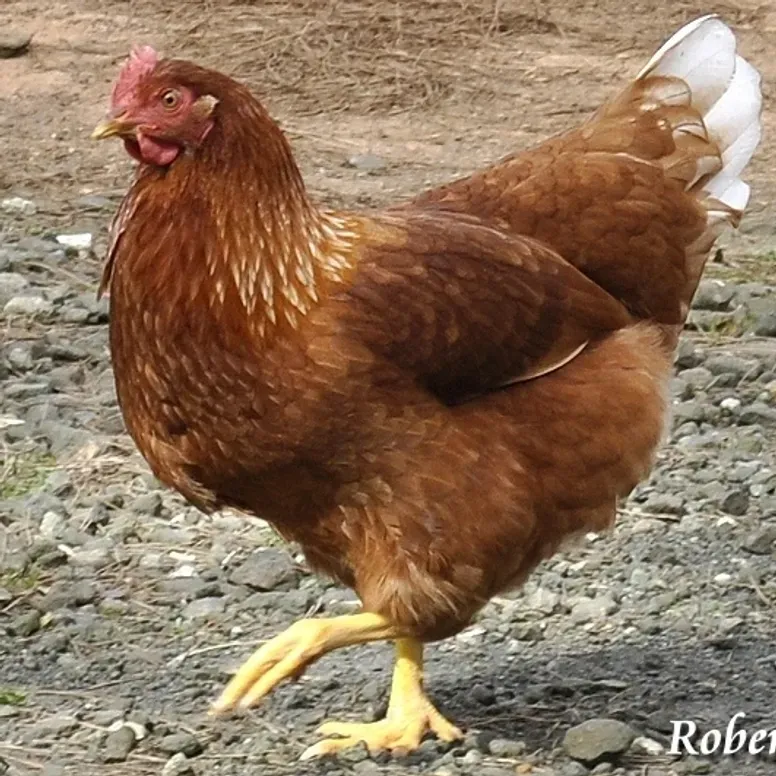 Red-feathered chicken in natural setting