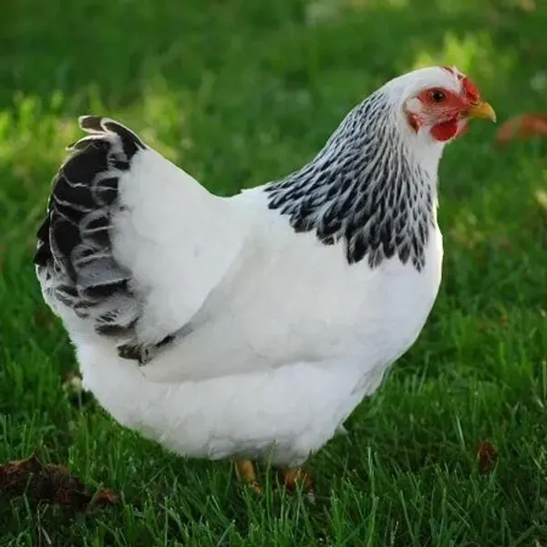 Hen with black-tipped feathers on lawn