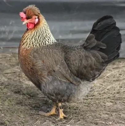 Brown and black hen standing outside.