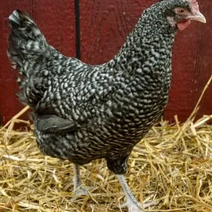 Barnyard hen against red wall