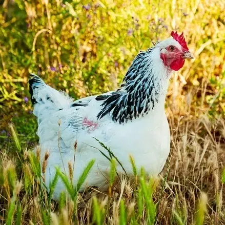 White chicken standing in grassy field