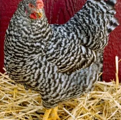 Chicken standing on hay background