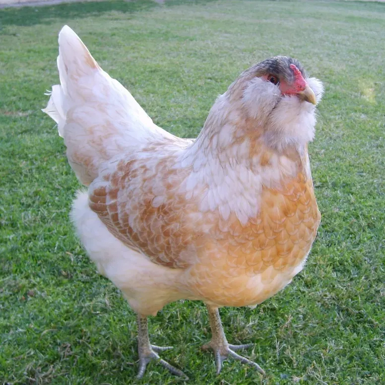 Chicken standing on green grass