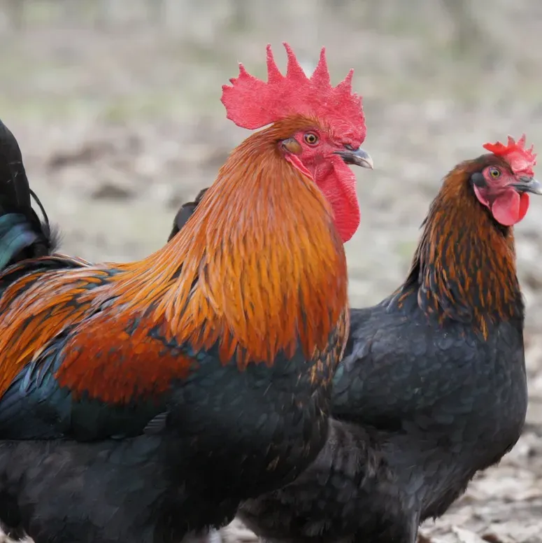 Colorful rooster and hen outdoors