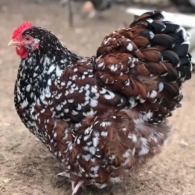 Speckled chicken on dirt ground