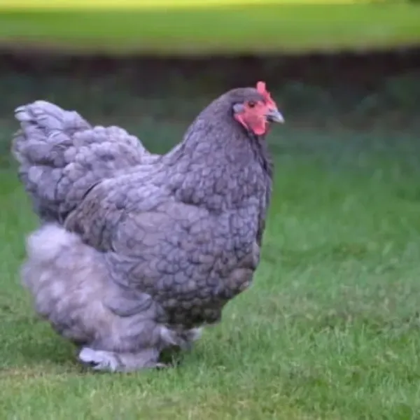 Chicken with red comb on lawn