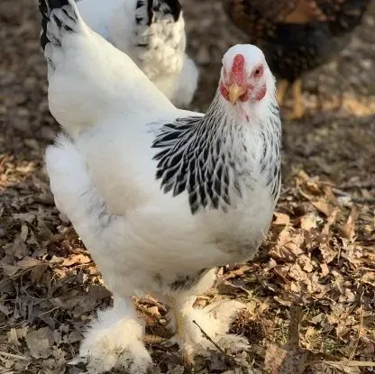 Chicken standing on dry leaves