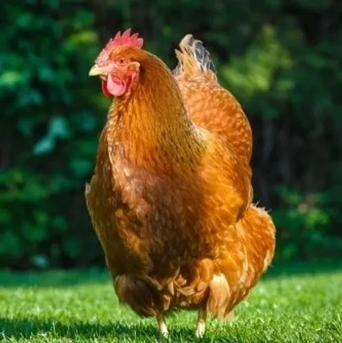 Hen in sunlight on a lawn