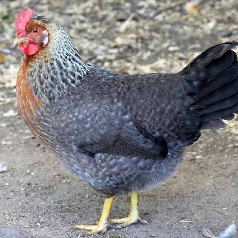 Farm hen with red comb.