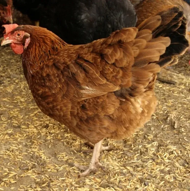 Brown hen on a farmyard