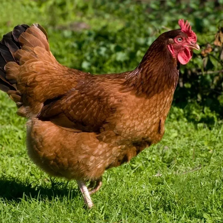 Farm chicken exploring grassy area