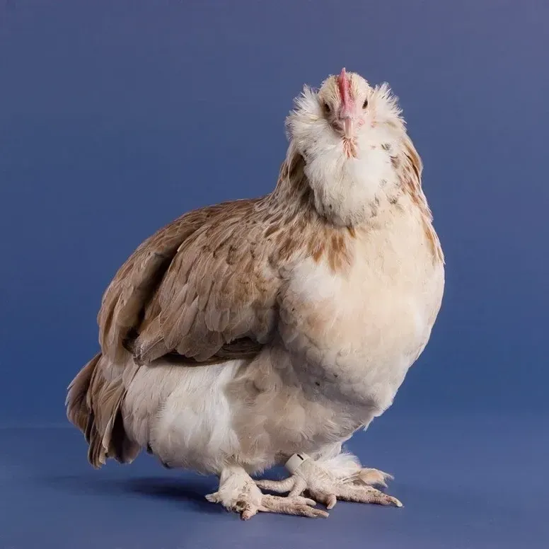 Cute chicken with fluffy feathers