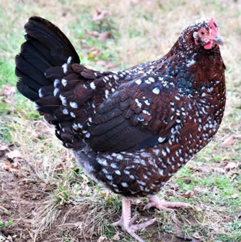 Chicken with colorful plumage in nature