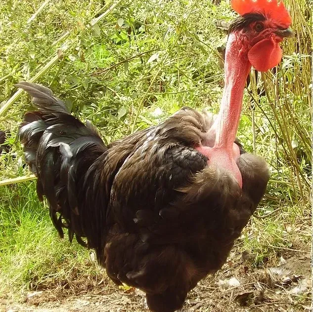 Black rooster with a bare neck