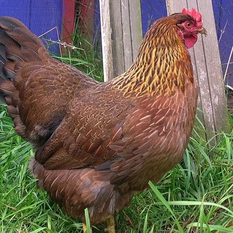 Hen in garden setting