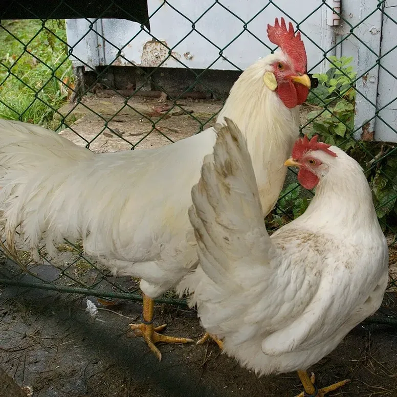 Rooster and hen in a yard