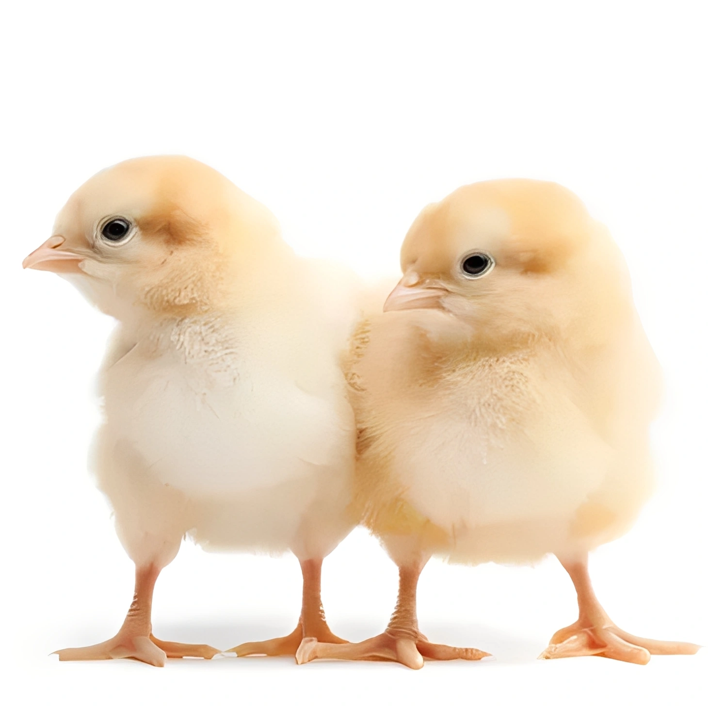 Fluffy chicks standing together