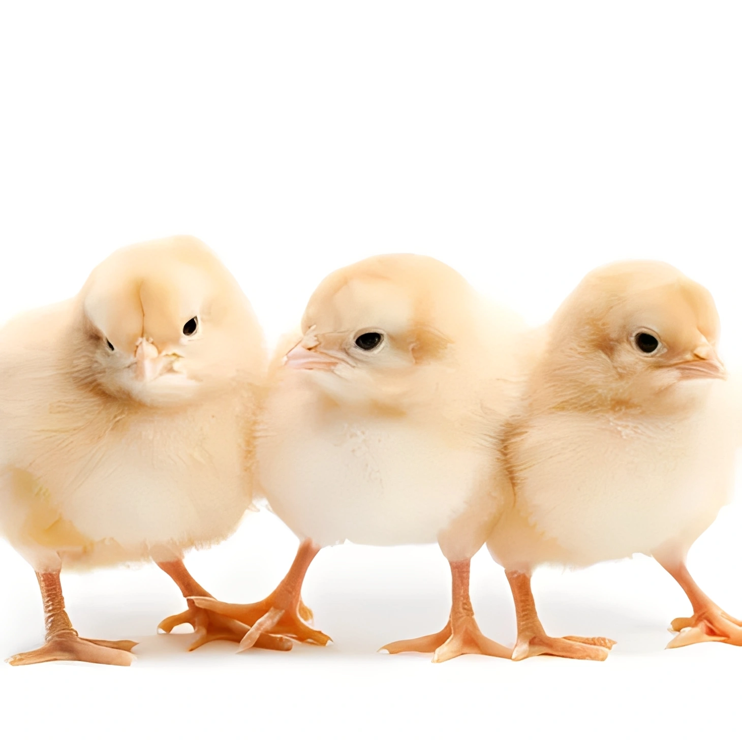 Trio of adorable yellow chicks