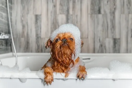 Dog covered in bubbles in bathtub