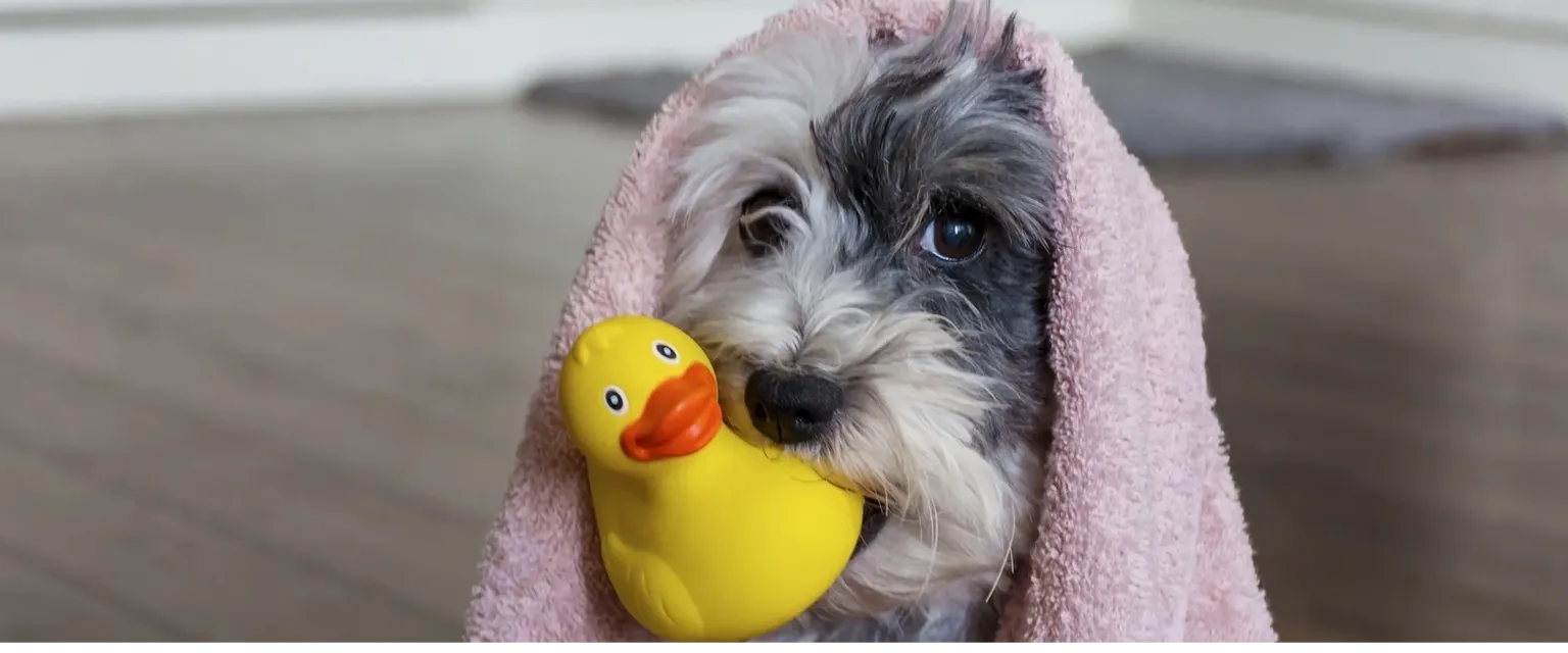 Adorable puppy under pink towel with duck