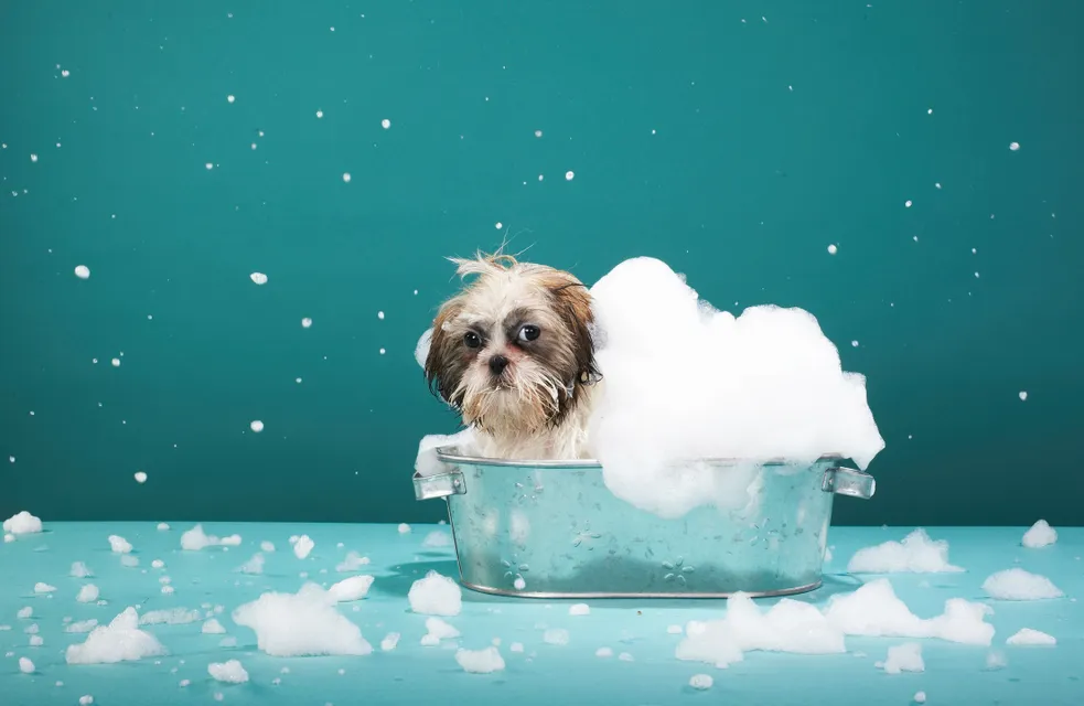 Dog in a bath with bubbles