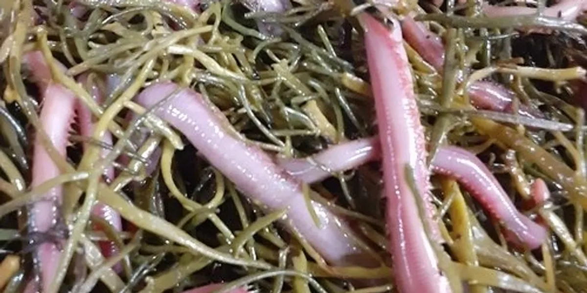 Colorful worms intertwined with seaweed