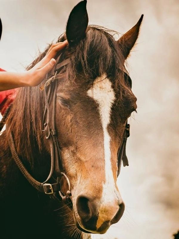 Hand stroking a horse's mane